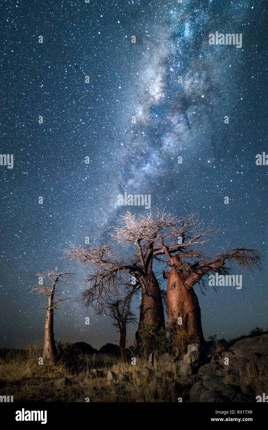 Baobab tree under the milky way at midnight on Kubu Island, Botswana. Stock Photo