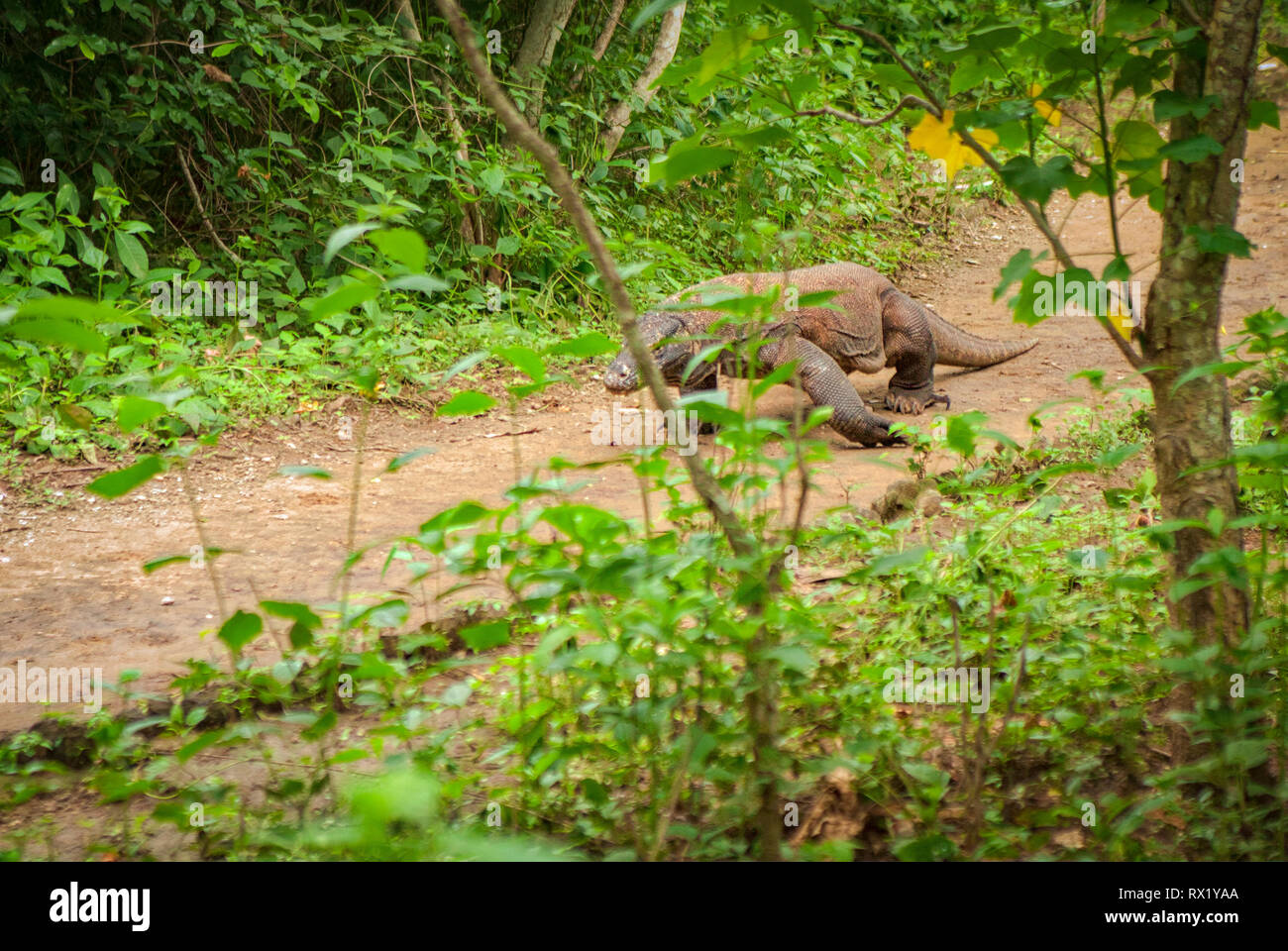 The Komodo dragon, also known as the Komodo monitor, is a species of lizard found in the Indonesian islands of Komodo and Rinca. They are dangerous. Stock Photo