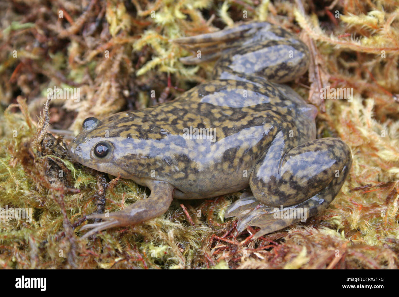 African Clawed-Frog (Xenopus laevis) Stock Photo