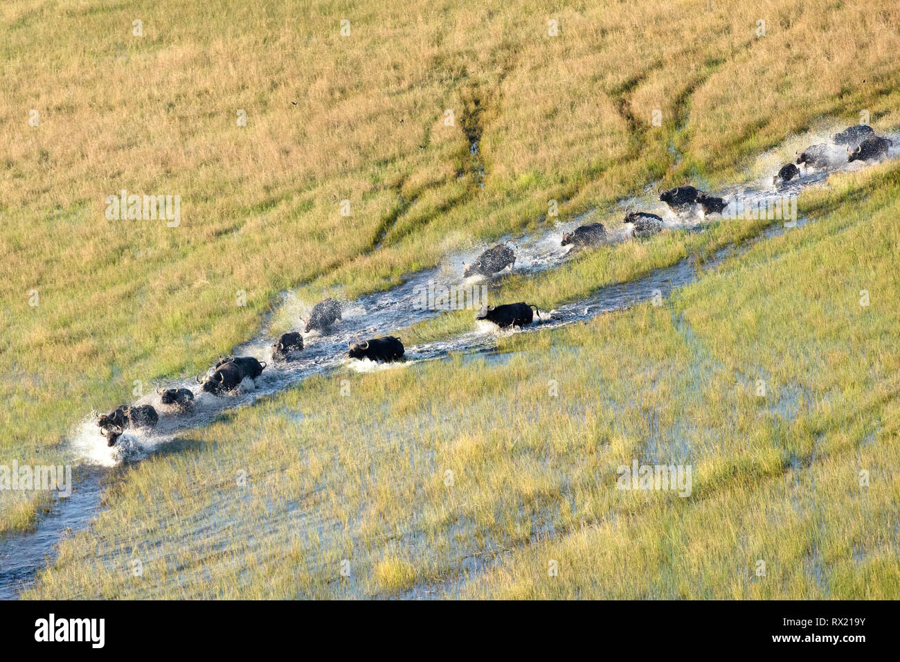 A herd of buffalo running through the water of the Okavango Delta Stock Photo
