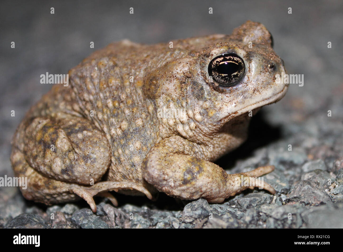 Arroyo Toad (Anaxyrus californicus) Stock Photo