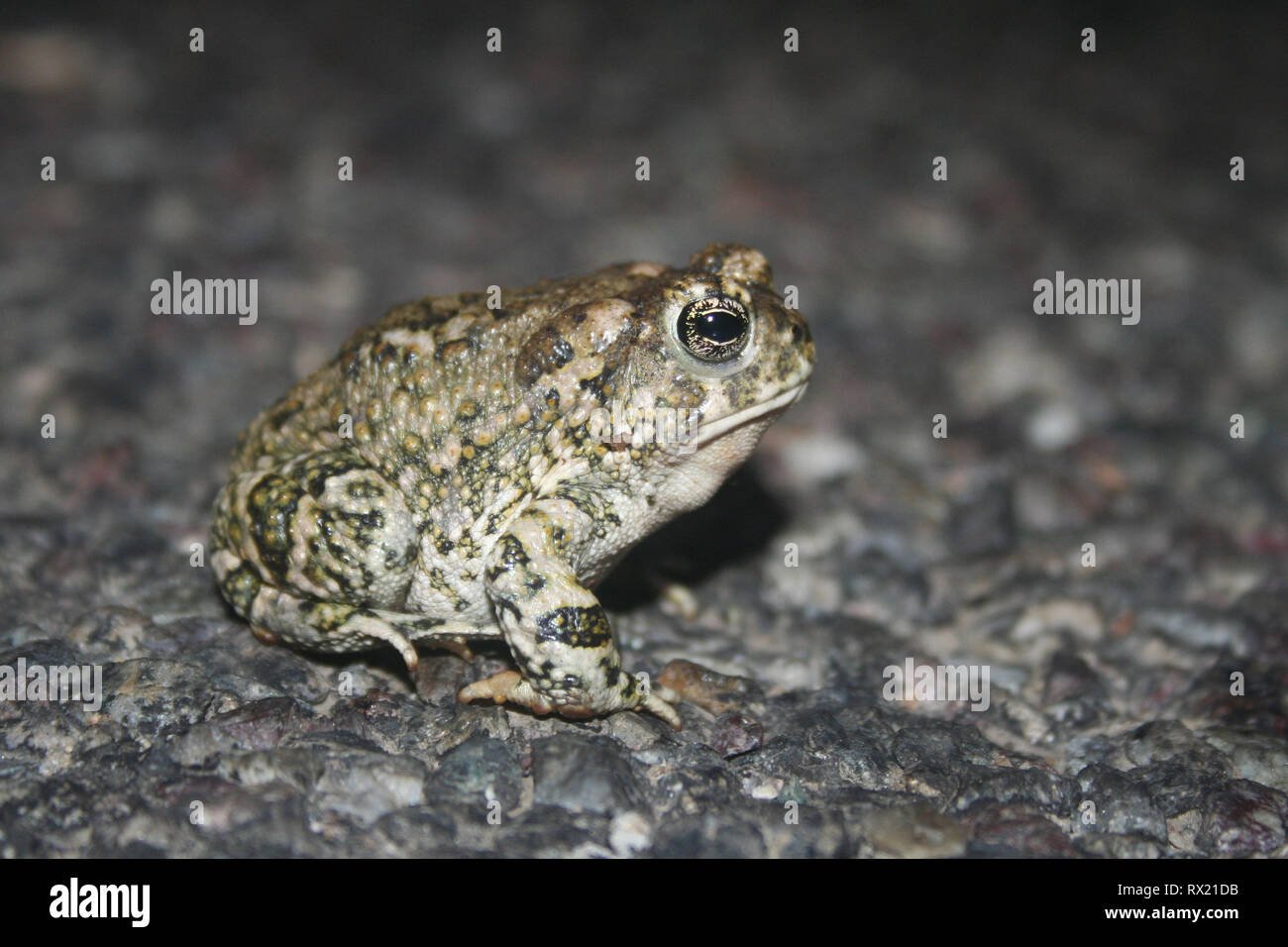 Arroyo Toad (Anaxyrus californicus) Stock Photo