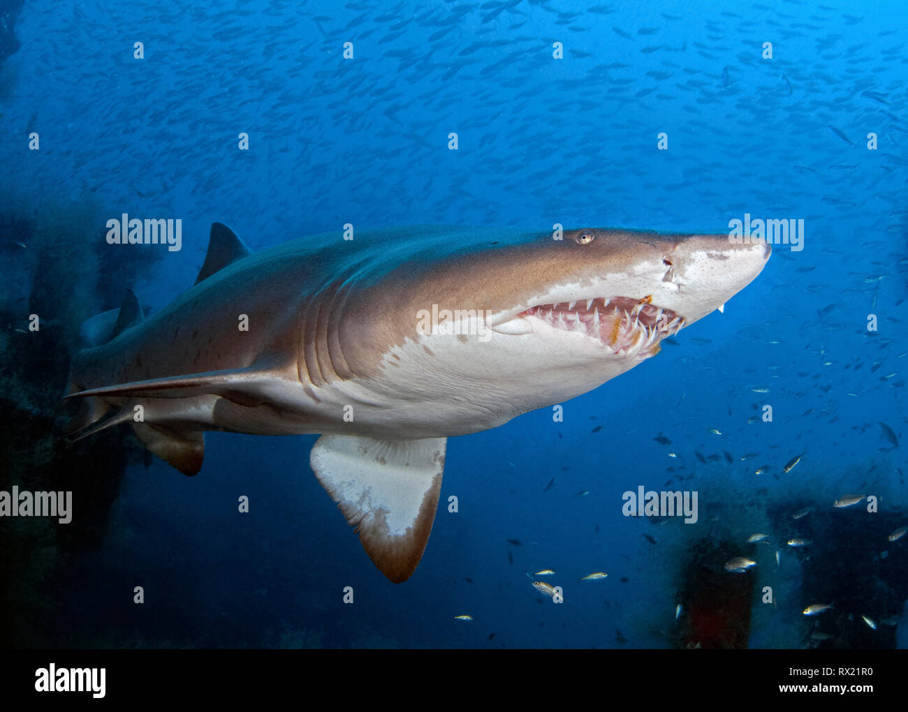 sand tiger shark, Carcharias taurus, off the coast of North Carolina, USA, Atlantic Ocean Stock Photo