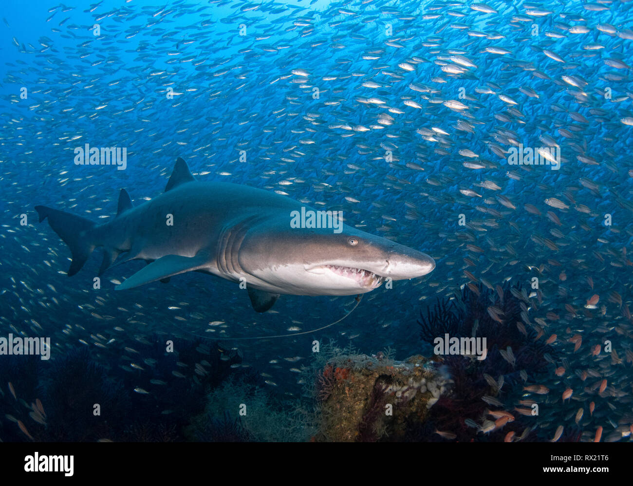 sand tiger shark, Carcharias taurus, off the coast of North Carolina, USA, Atlantic Ocean Stock Photo