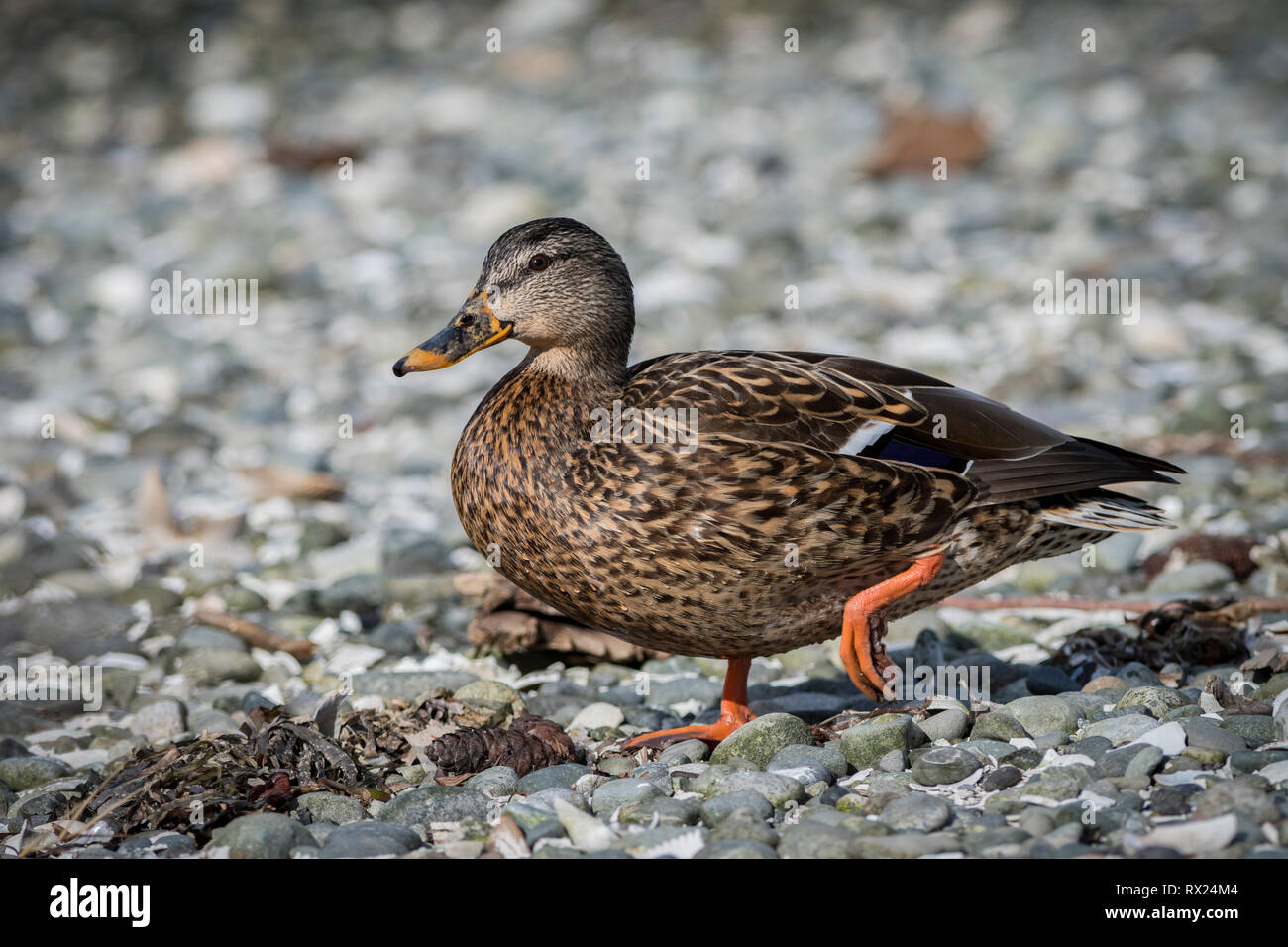 Female Mallard Duck (Anas platyrhynchos), Esquimalt Lagoon, Victoria, BC, Vancouver Island, Canada Stock Photo