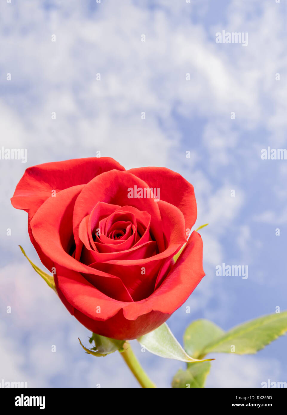 Single Red Rose Against Blue Cloudy Sky Stock Photo - Alamy