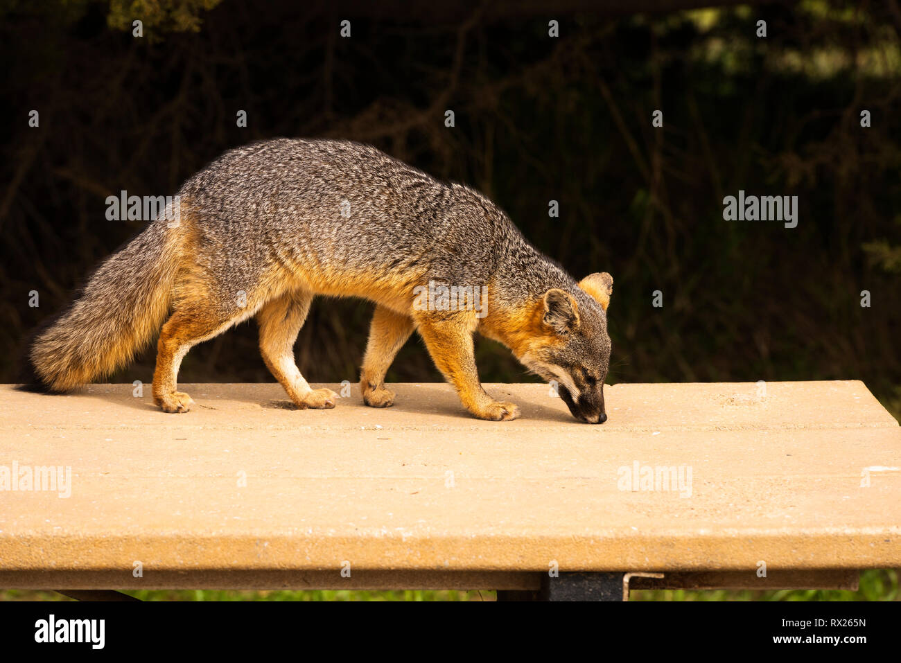 Island Fox (Urocyon littoralis) on a picnic table, Santa Cruz Island