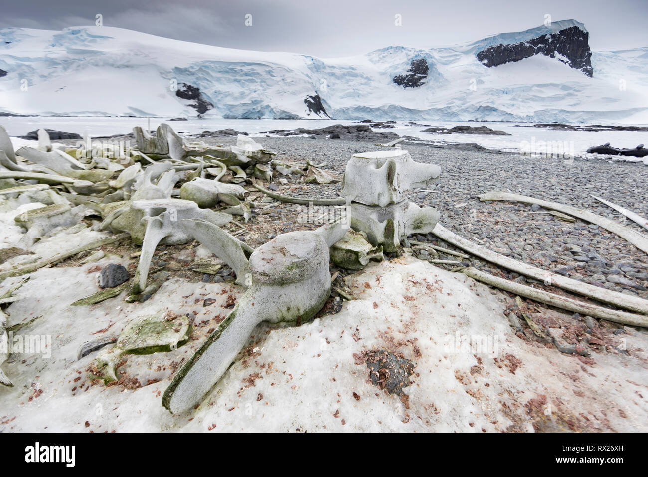 Whale bones meet visitors to Mikkelson Harbour on Trinity Island.  The Antarctic Peninsula,Antarctica. Stock Photo