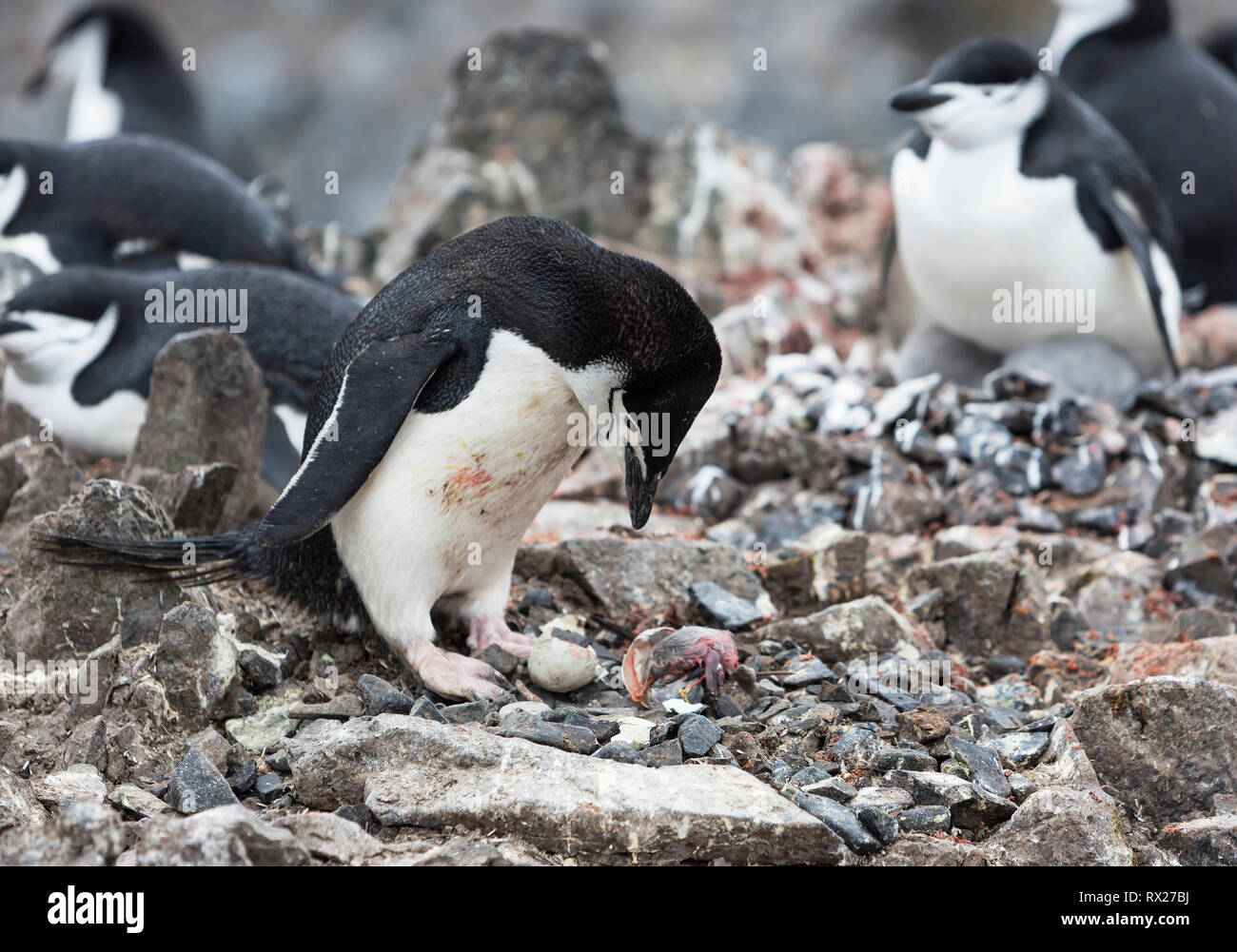 A Chinstrap penguin (Pygoscelis antarcticus) mourns it's newly hatched baby killed by a Snowy Sheethbill  at Half Moon Island. Livingston Island, south Shetland Islands, Antarctic Peninsula. Stock Photo