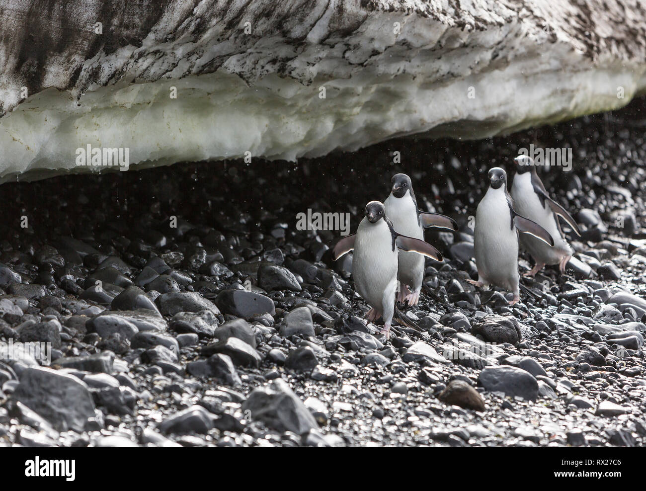 Adelie Penguins (Pygoscelis Adeliae) march along a pebble strewn beach under a snowfield at Brown Bluff on the Antarctic Continent, Antarctica Stock Photo