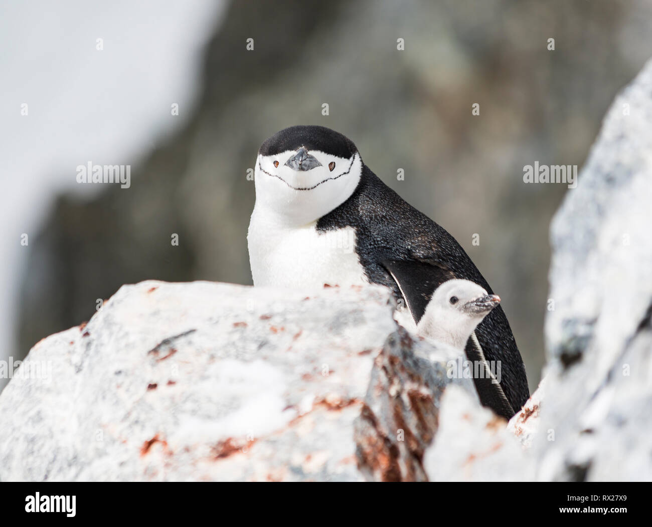 A Chinstrap Penguin and chick nest among rocks at Orne Harbor, Graham Land, The Antarctic Peninsula. Stock Photo