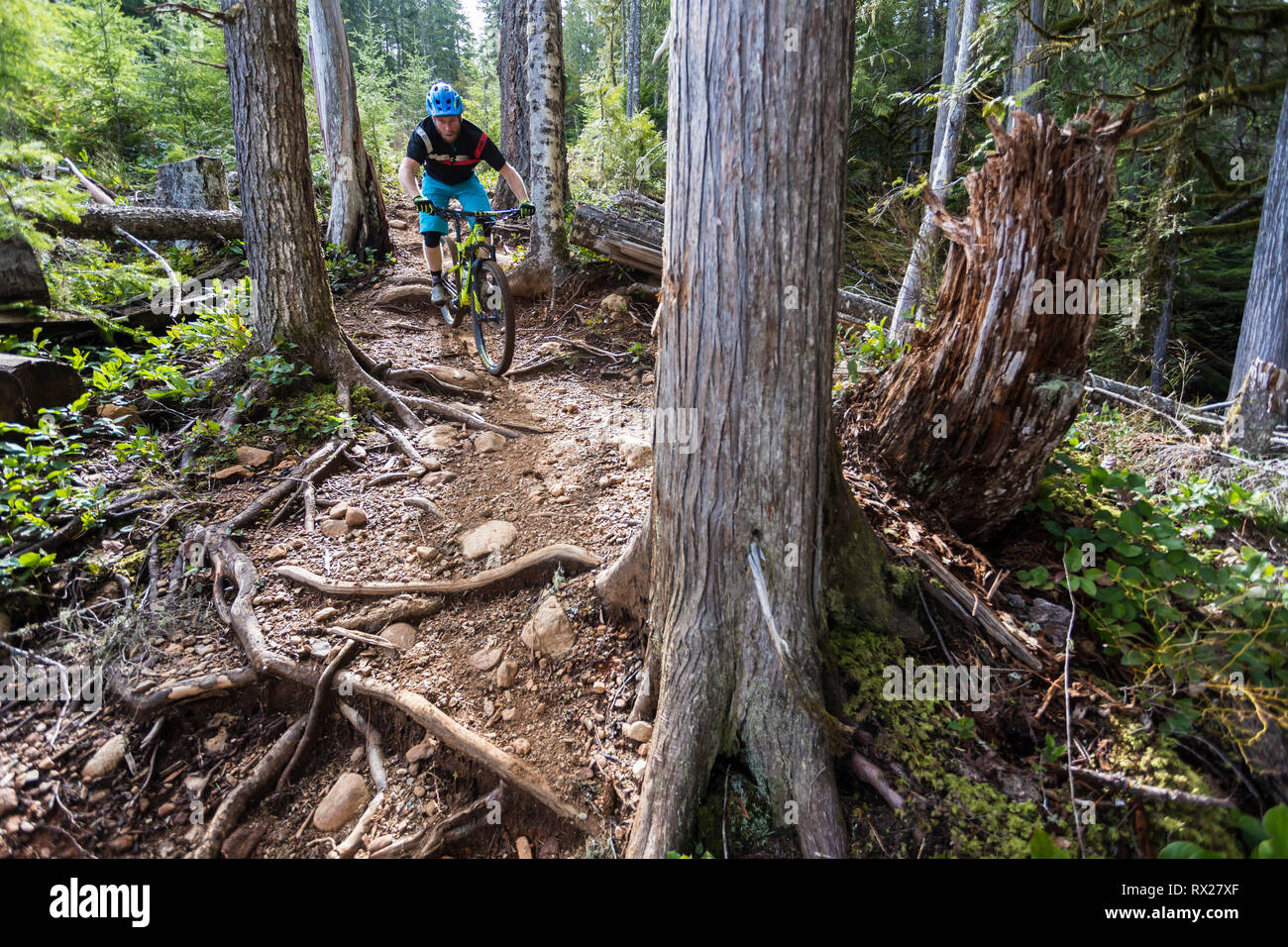 Cumberland's 'Off Broadway' a steep single track mountain bike trail is generally reserved for the advanced mountain biker , Cumberland, The Comox Valley, Vancouver Island, British Columbia, Canada. Stock Photo