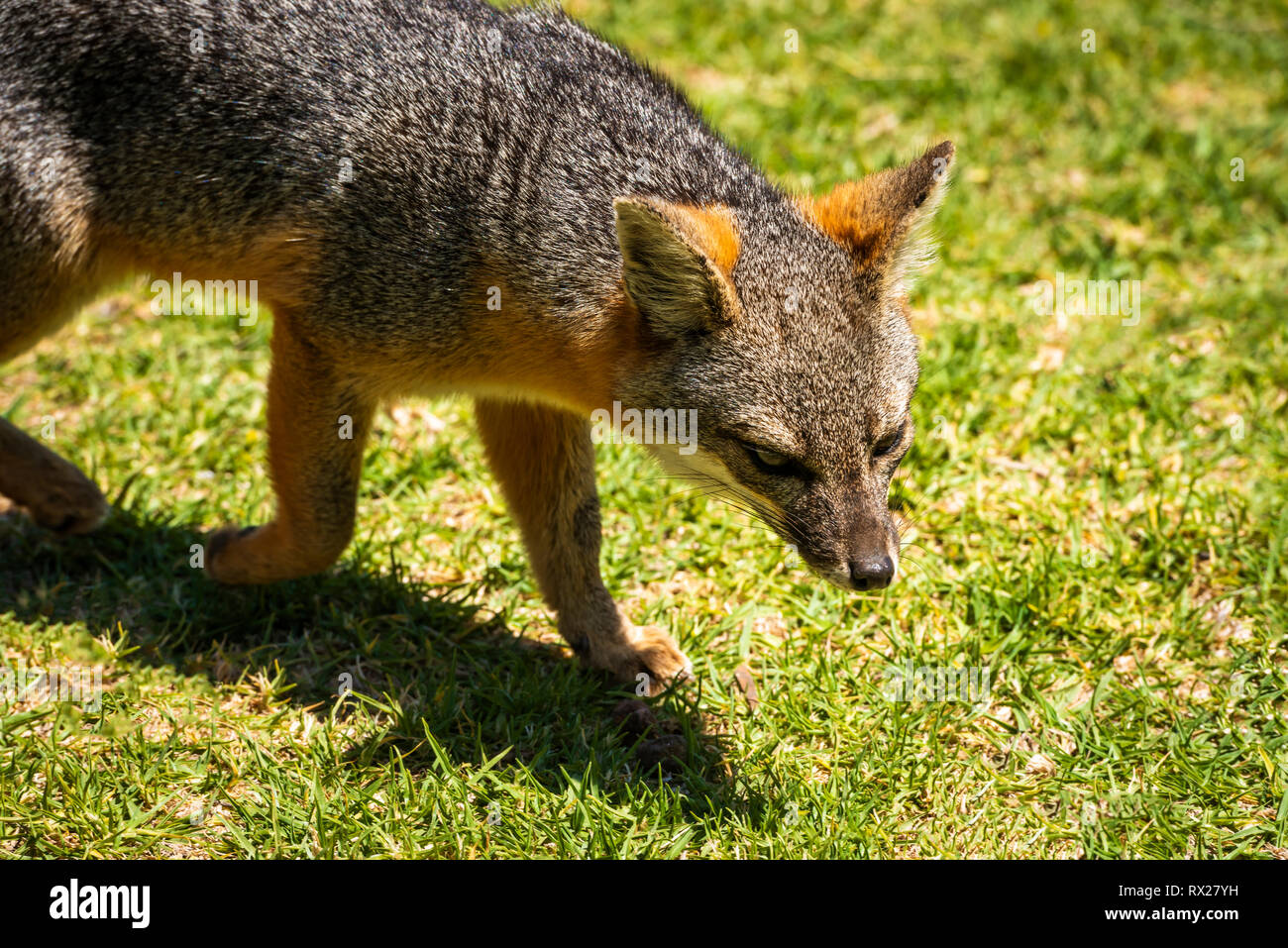 Island Fox (Urocyon littoralis),  Santa Cruz Island, Channel Islands National Park, California USA Stock Photo