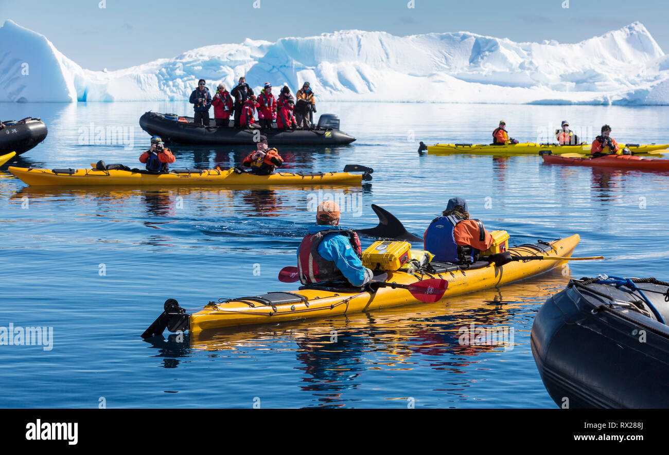 Kayakers and Zodiak passengers encounter close up, a Minke Whale while paddling in Curtis Bay, Antarctic Peninsula Stock Photo