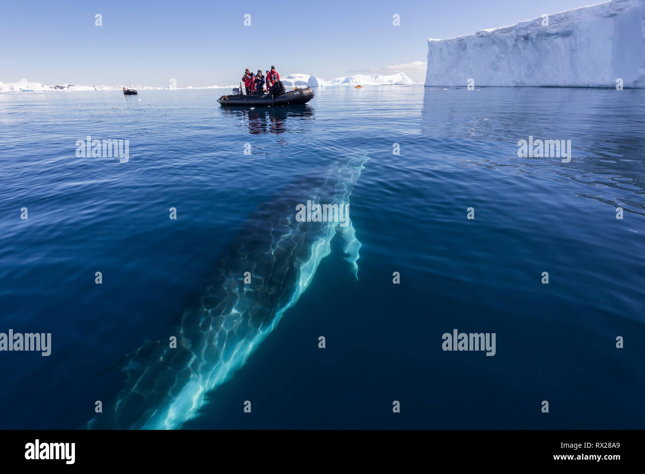 Zodiac passengers watch as a curious Minke Whale (Balaenoptera bonaerensis) prepares to surface while swimming in Curtis Bay, Antarctic Peninsula Stock Photo