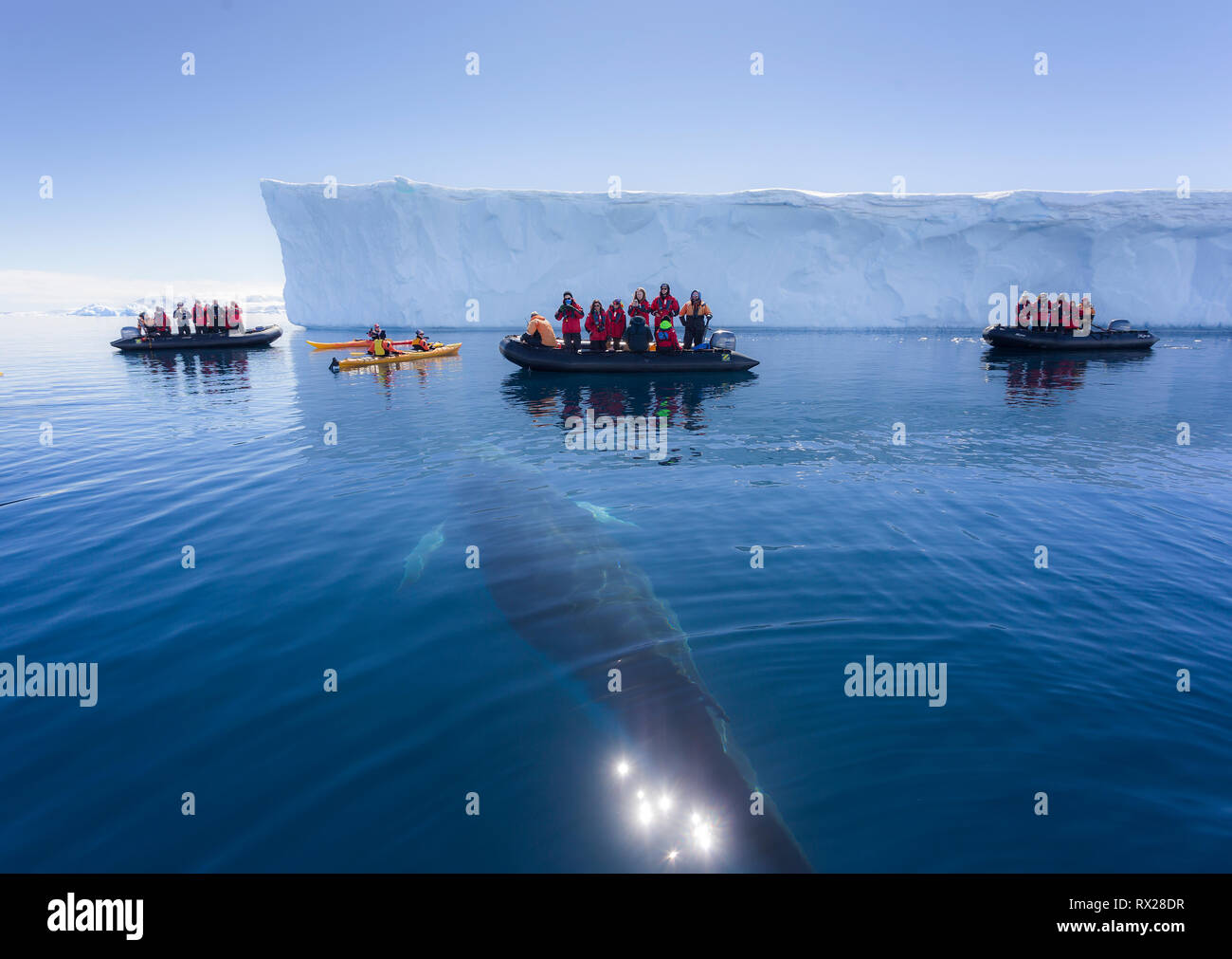 Zodiac passengers watch as a curious Minke Whale (Balaenoptera bonaerensis) prepares to surface while swimming in Curtis Bay.  Antarctic Peninsula Stock Photo