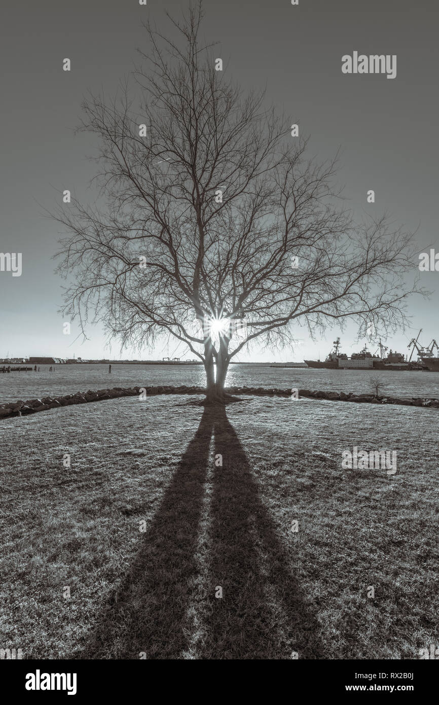 A tree in winter silhouetted by sunset Stock Photo