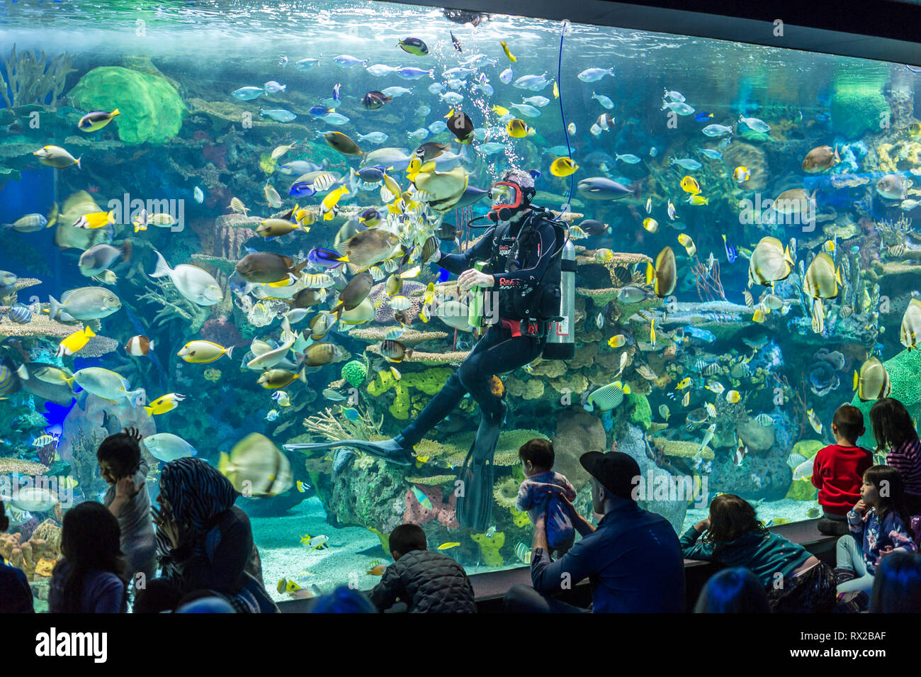 Diver entertaining visitors of Ripley's Aquarium in Toronto Stock Photo