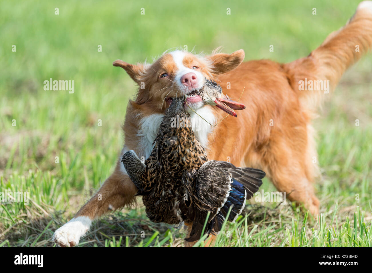 duck tolling retriever hunting