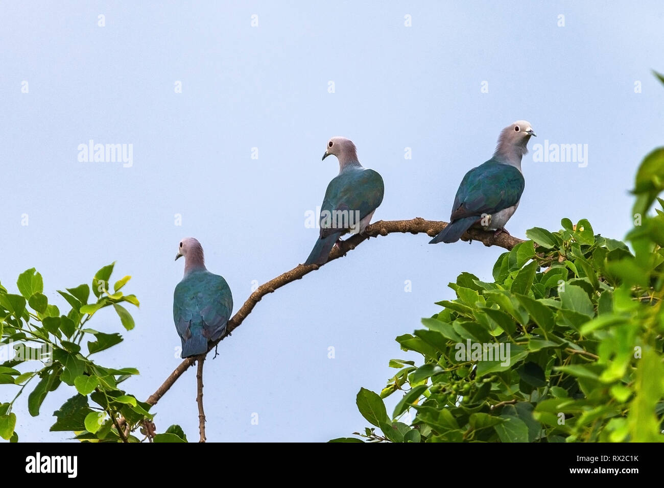 Green imperial pigeon. Sri Lanka. Stock Photo