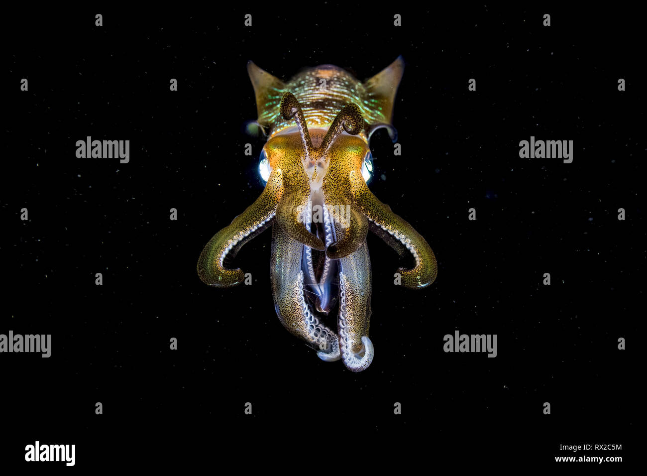 bigfin reef squid, Sepioteuthis lessoniana, aka oval squid, at night, Komodo National Park, Komodo, Lesser Sunda Islands, Indonesia, Indo-Pacific Ocea Stock Photo