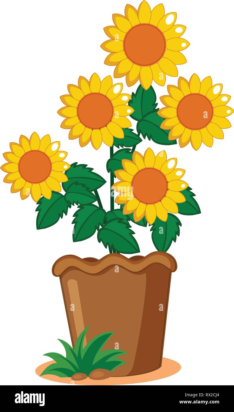 Sunflower plant in the pot illustration Stock Vector Image & Art Alamy