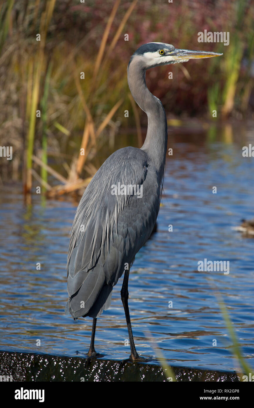 Coastal marsh birds hi-res stock photography and images - Alamy