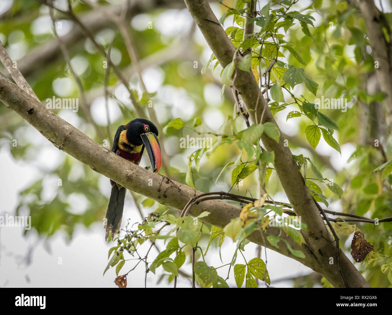 The fiery-billed aracari or fiery-billed araçari is a toucan, a near-passerine bird. It breeds only on the Pacific slopes of southern Costa Rica and western Panama Stock Photo
