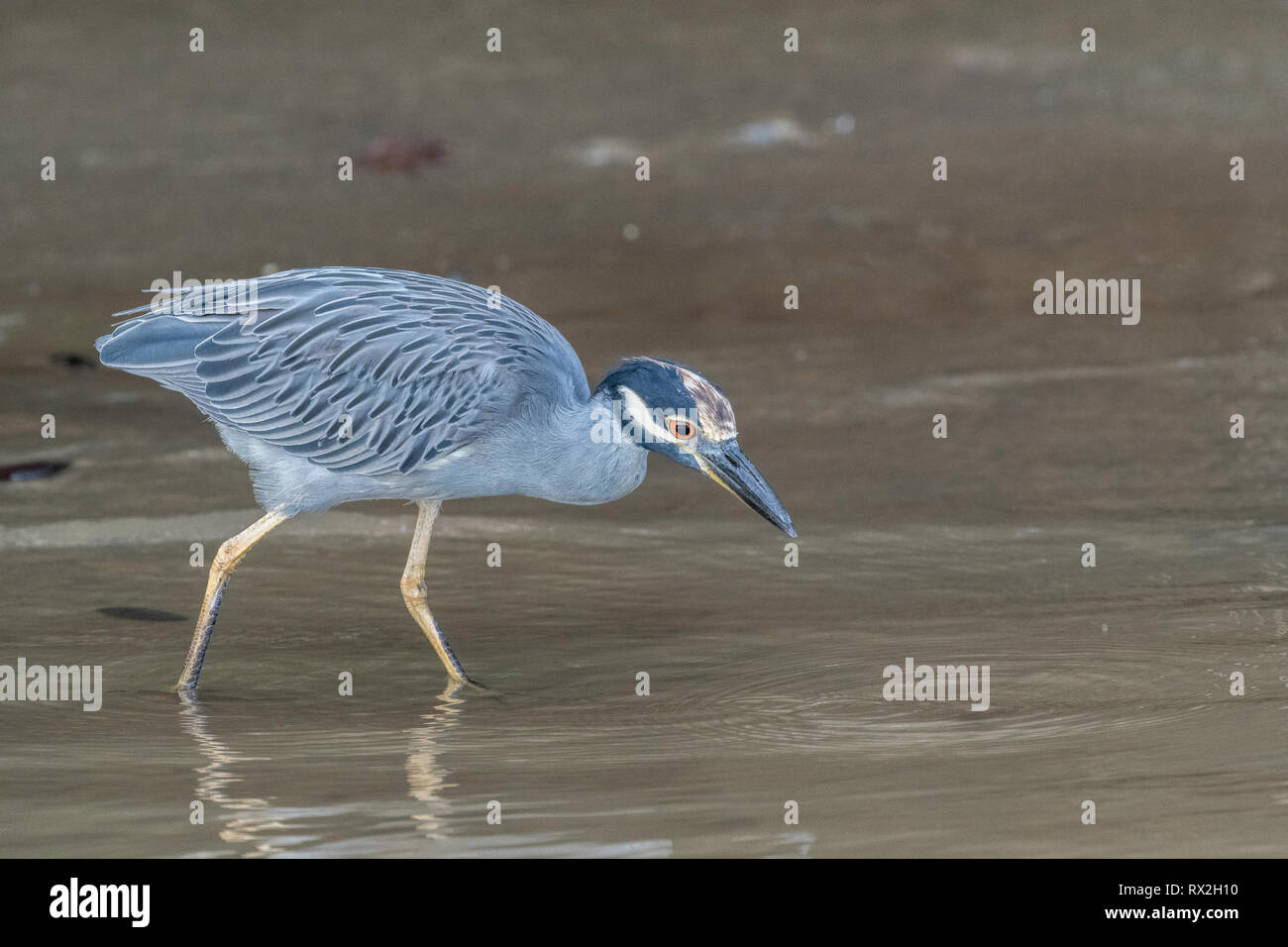 The Yellow-crowned Night-Heron is a crustacean-feeding specialist whose diet consists mostly of crabs in coastal areas and crayfish in inland areas. Therefore, wetland conditions are especially important, particularly inland. Stock Photo
