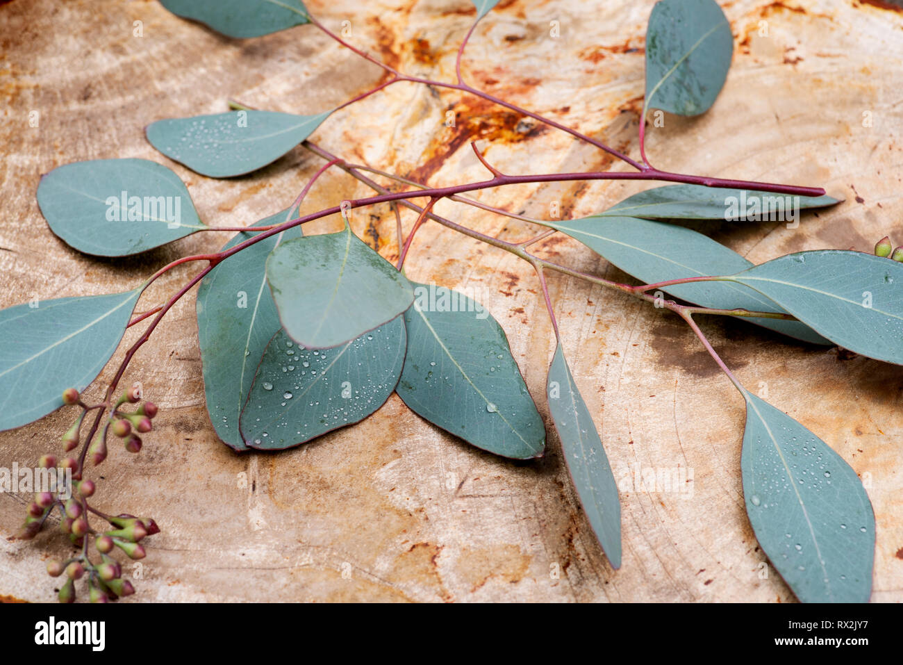 Fresh Eucalyptus leaves on Natural Polished Petrified wood slab Stock