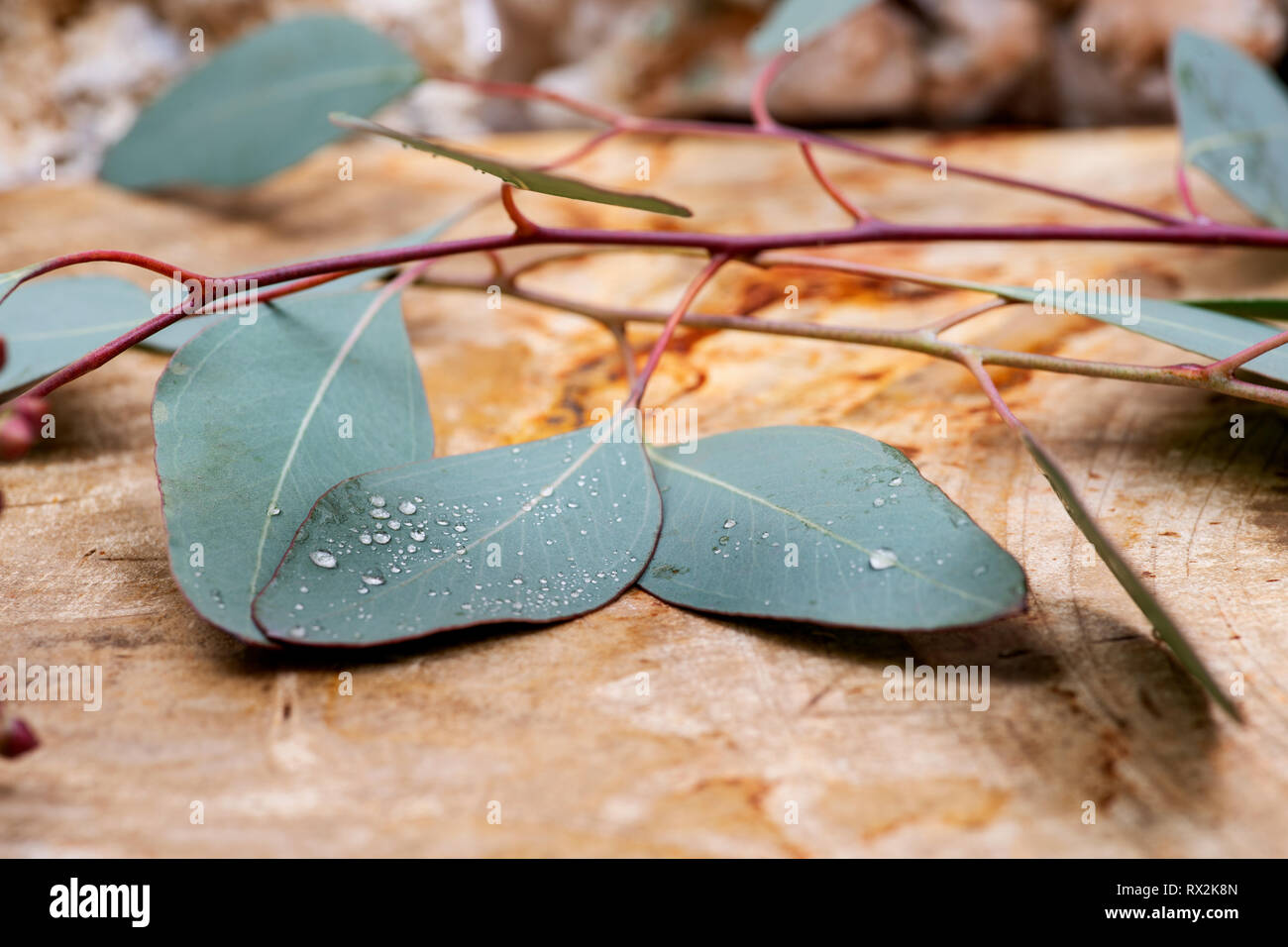 Fresh Eucalyptus leaves on Natural Polished Petrified wood slab Stock
