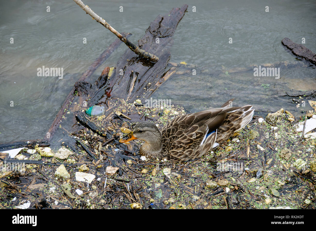 female mallard duck in river water with debris Stock Photo