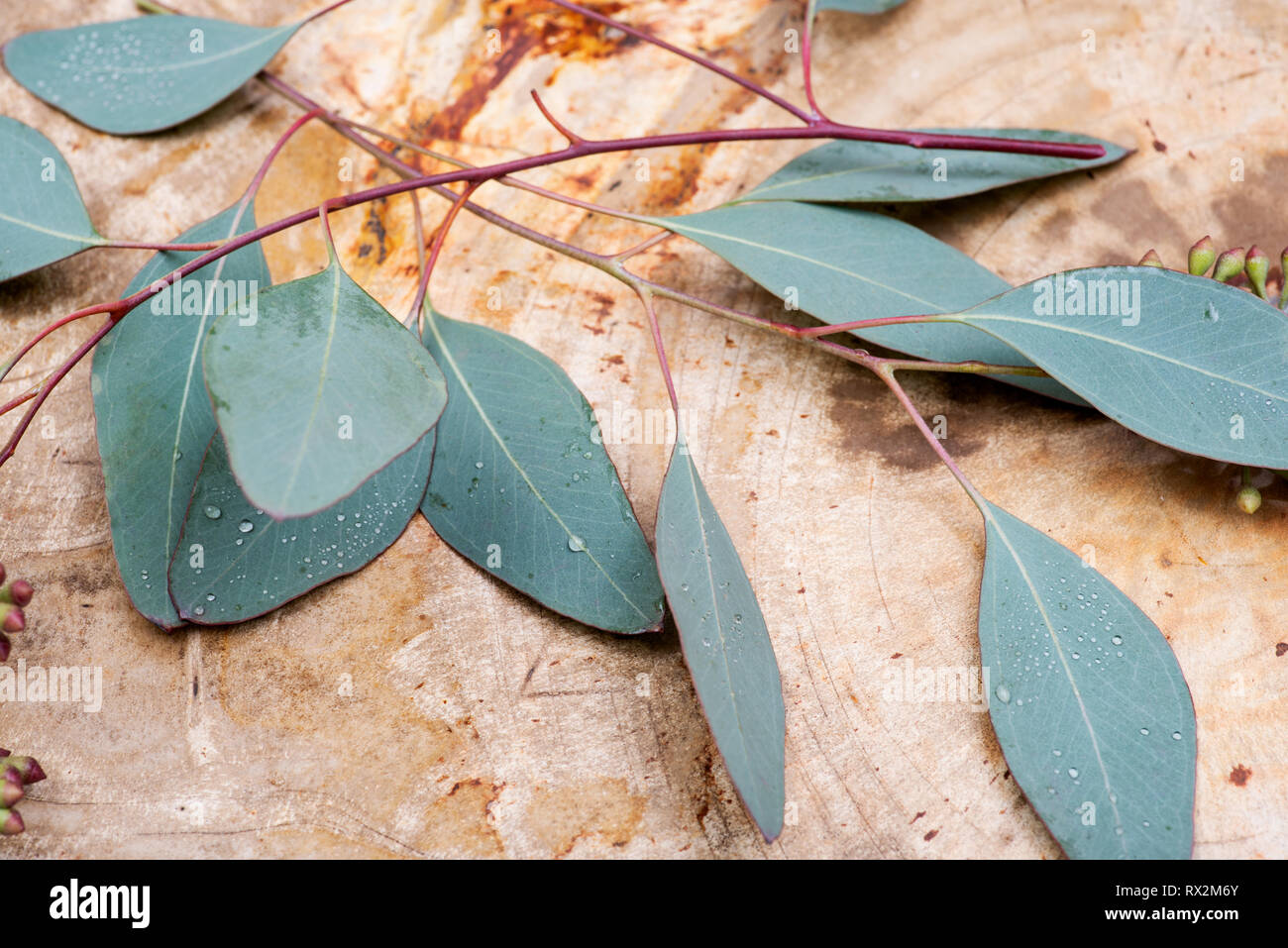 Fresh Eucalyptus leaves on Natural Polished Petrified wood slab Stock