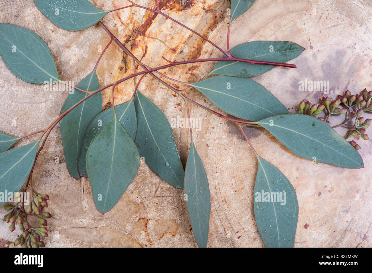 Fresh Eucalyptus leaves on Natural Polished Petrified wood slab Stock