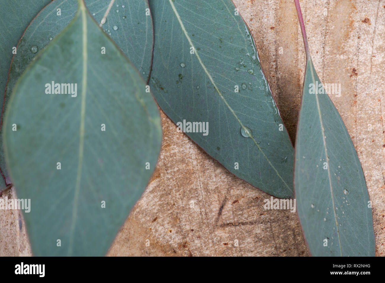 Fresh Eucalyptus leaves on Natural Polished Petrified wood slab. Stock Photo