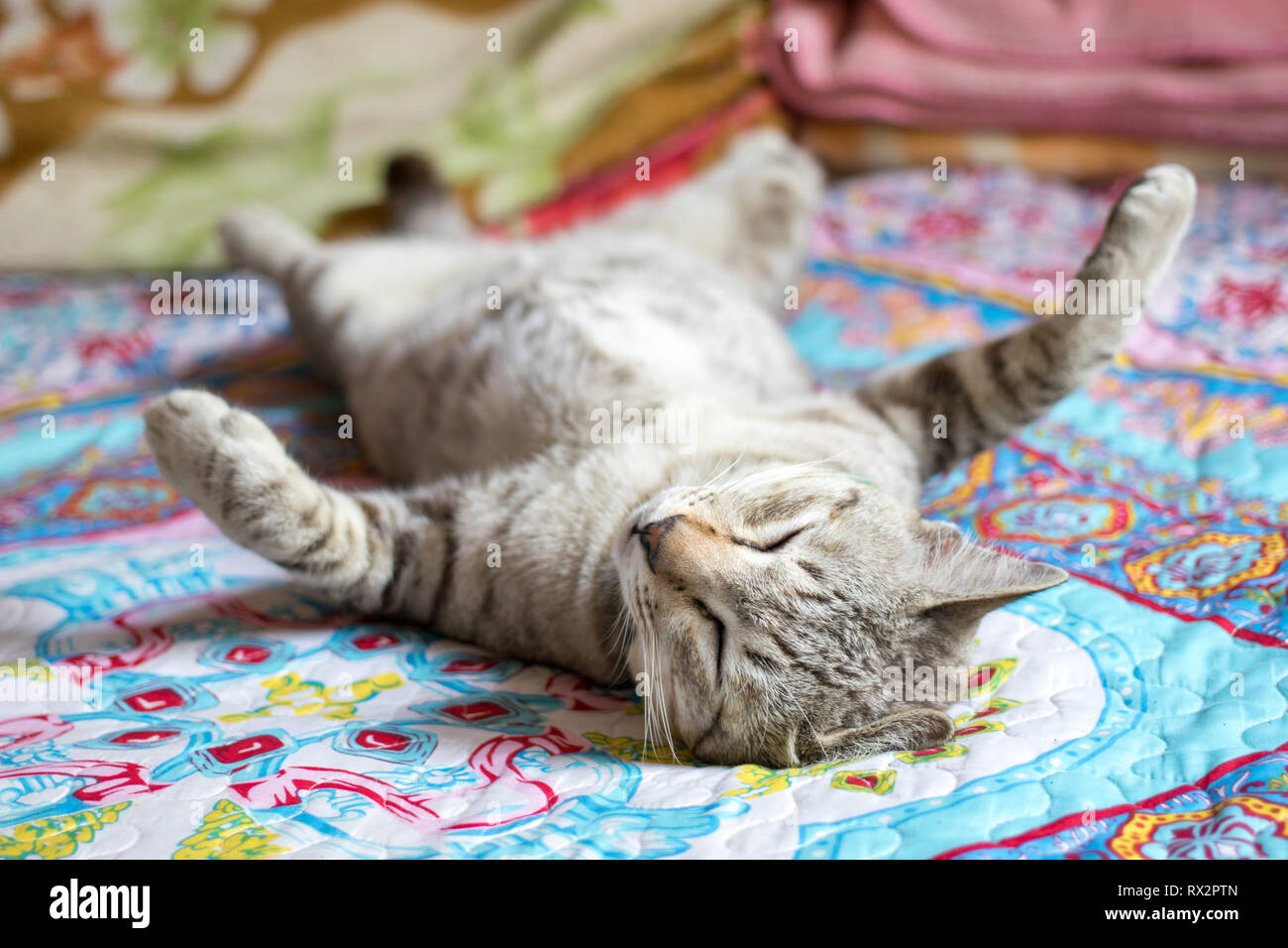 The ginger cat sleeps on the bed. A cat lie supine on the blanket Stock