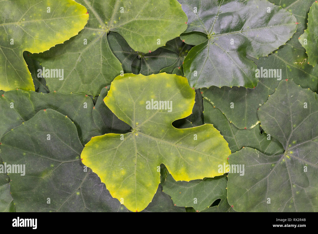 Coccinia grandis or Ivy Gourd leaves tropical background. Stock Photo