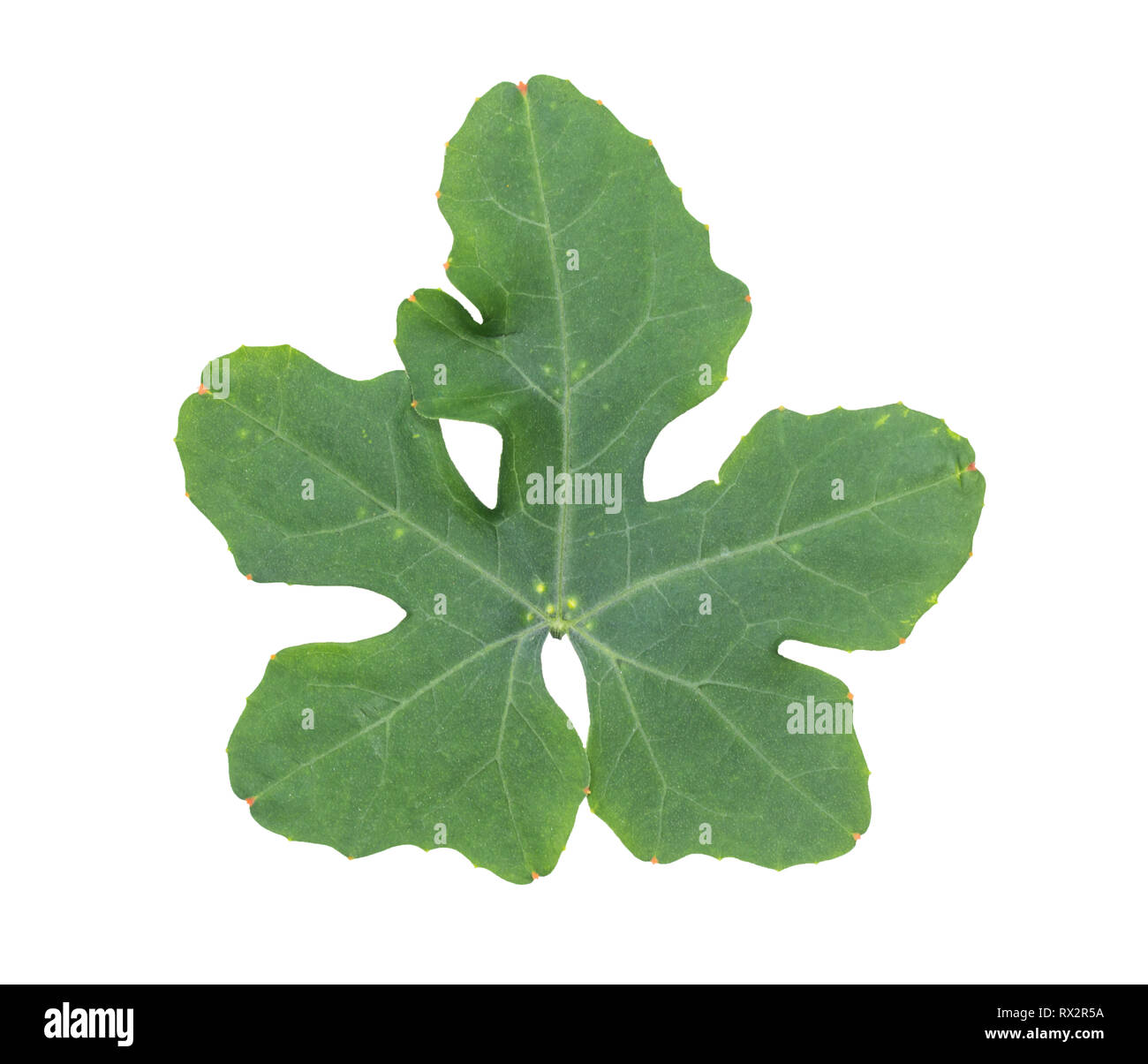 Coccinia grandis or Ivy Gourd leaves tropical isolated on white background. Stock Photo