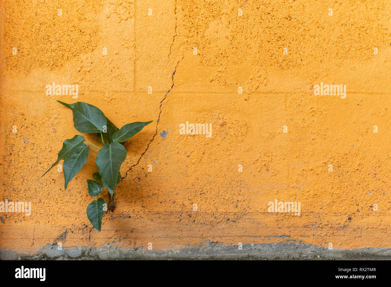 The tree grows in a orange wall with cracks. Stock Photo