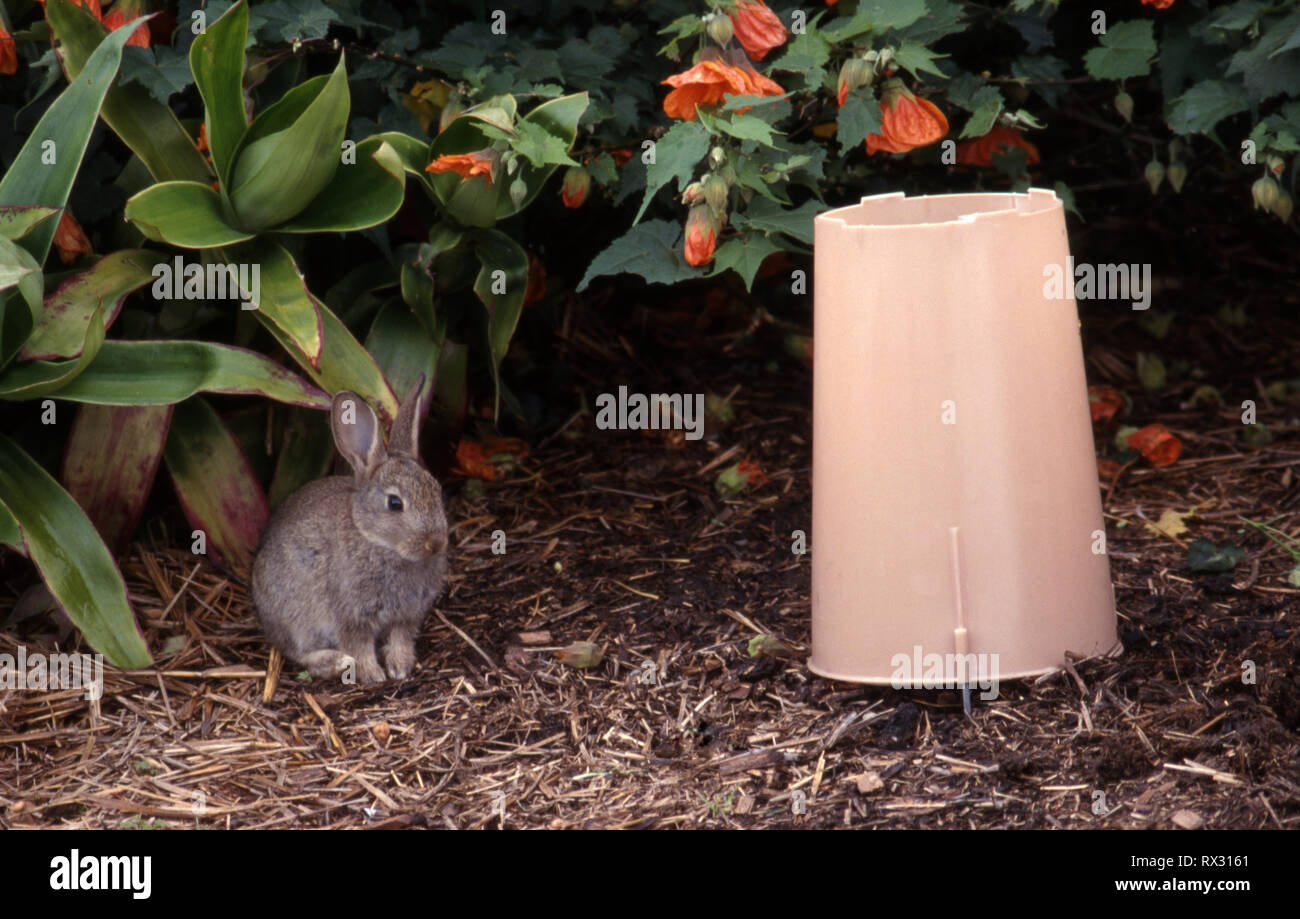 Wild Rabbit Nest Protector Rabbit protectors hi-res stock photography and images - Alamy