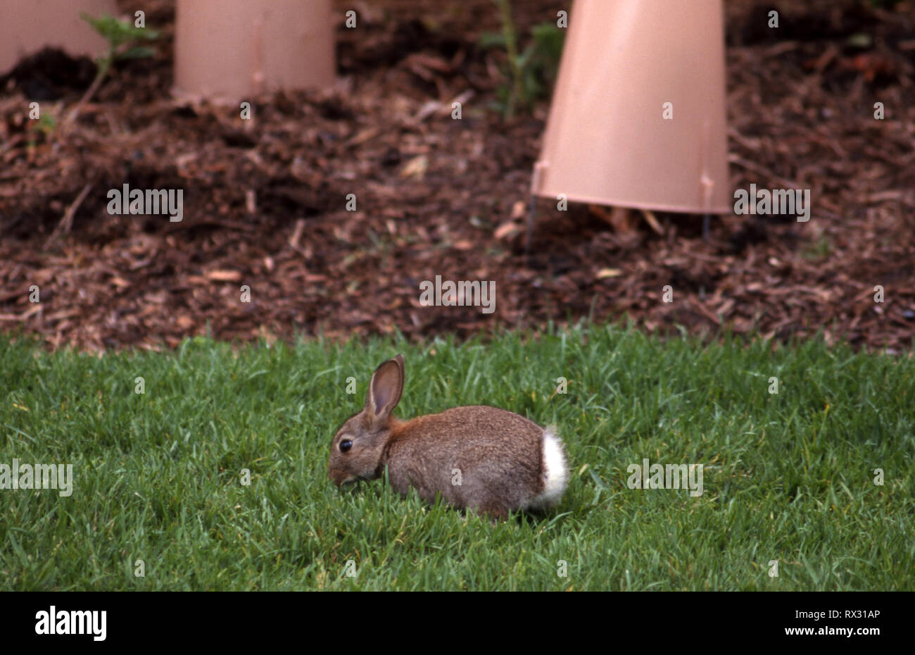 SMALL WILD RABBIT EATING NEAR PLANTS THAT ARE PROTECTED BY A PLASTIC PLANT PROTECTORS TO PREVENT DAMAGE BY FORAGING ANIMALS. Stock Photo