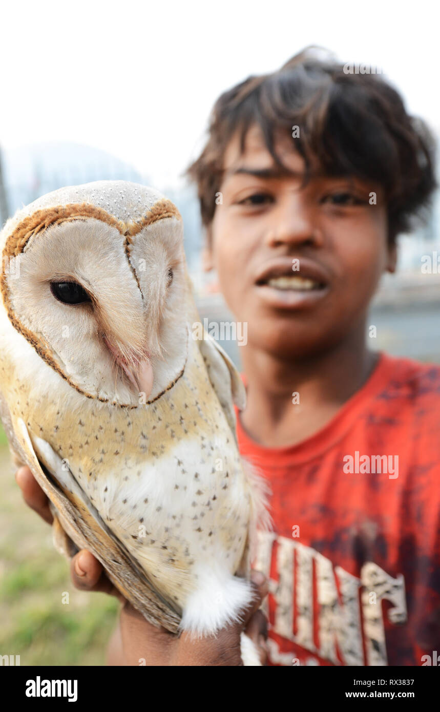 A Bangladeshi boy holding his captive Barn owl. Stock Photo