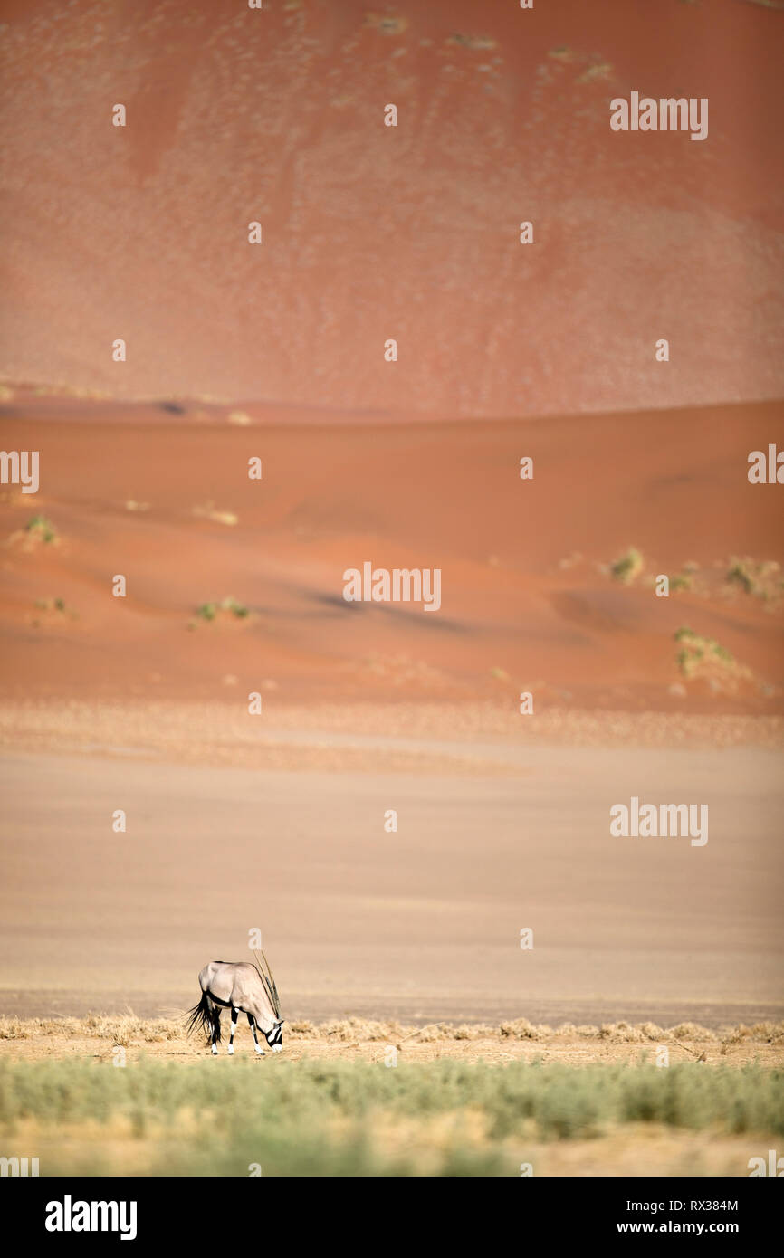 An Oryx browses in the grass of Sossusvlei, Namibia. Stock Photo