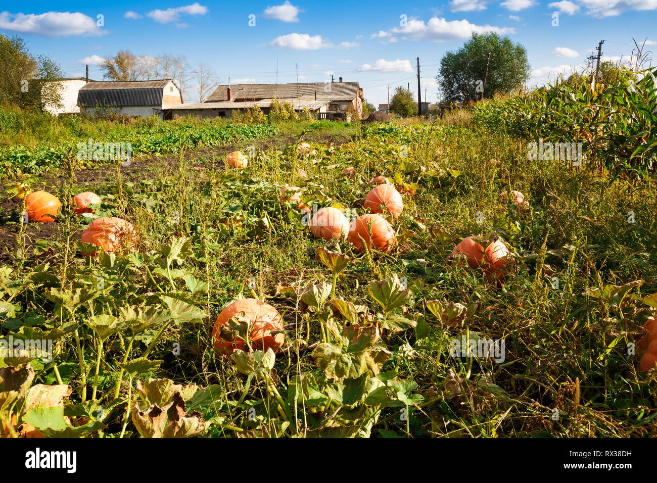 Pumpkins in the garden hi-res stock photography and images - Alamy