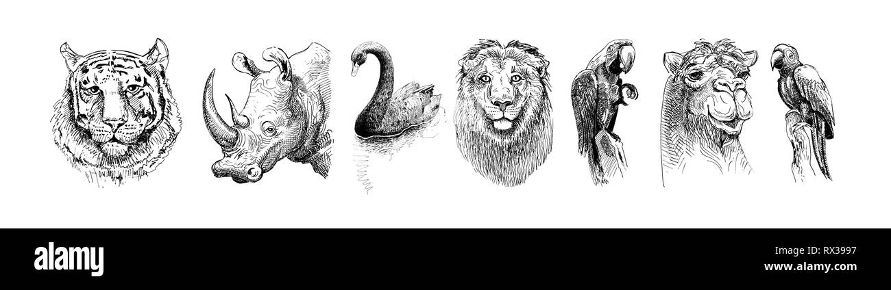 set of safari head animals, black and white sketch drawing Stock Vector