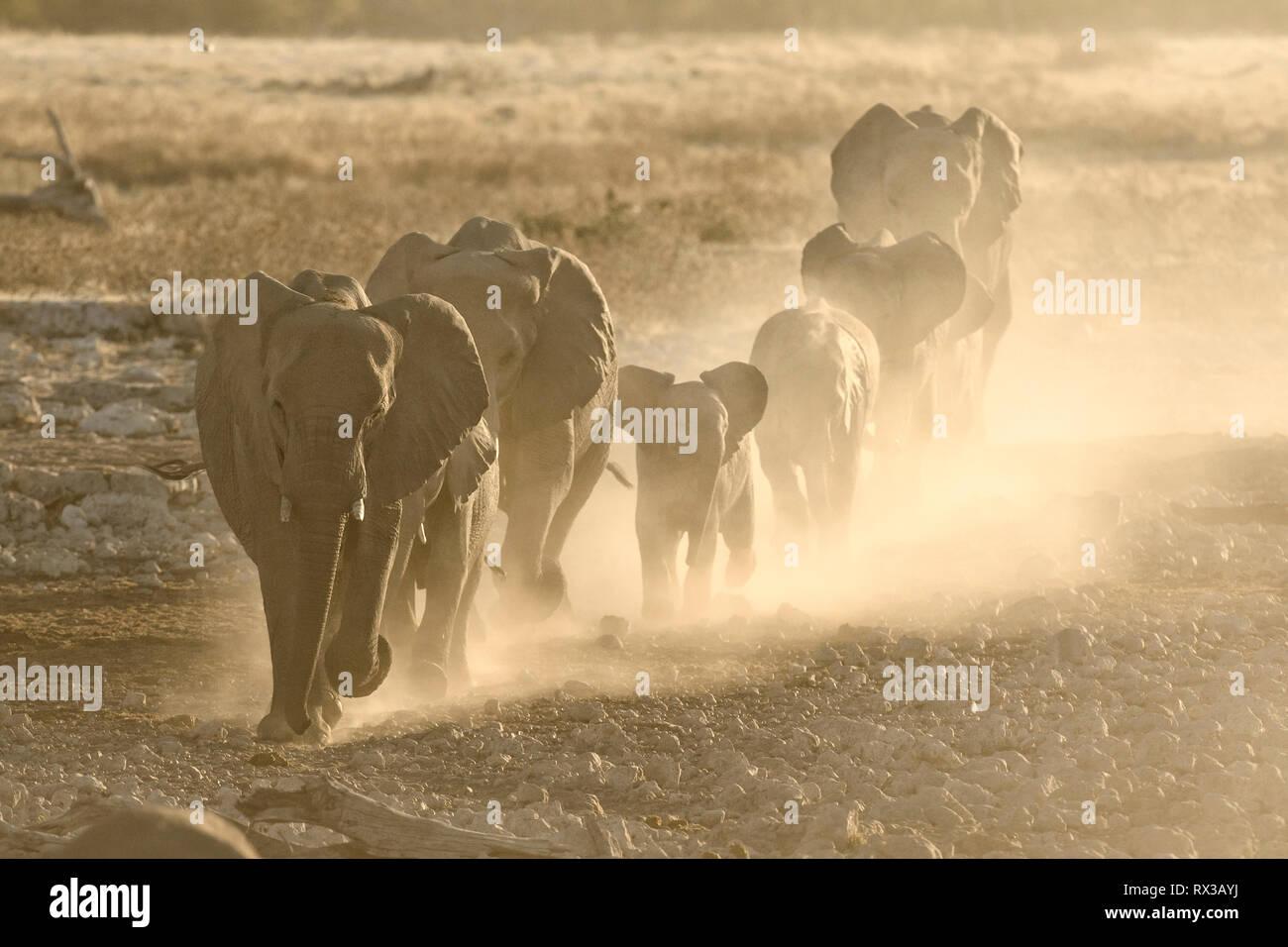 Elephant herd at Okaukuejo waterhole, Namibia. Stock Photo