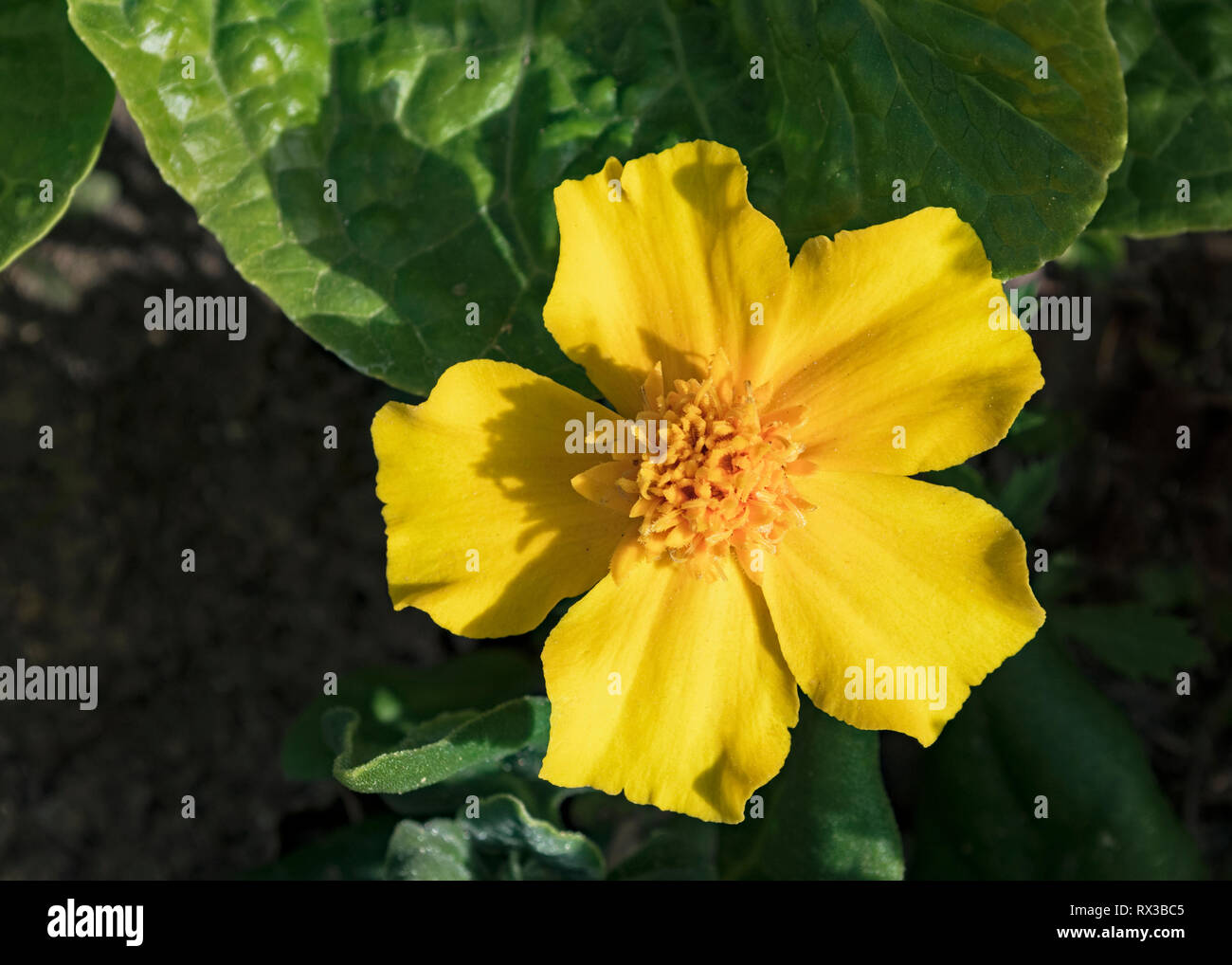 closeup of a yellow dwarf marigold with five petals surrounded by lettuce and spinach growing a home garden Stock Photo