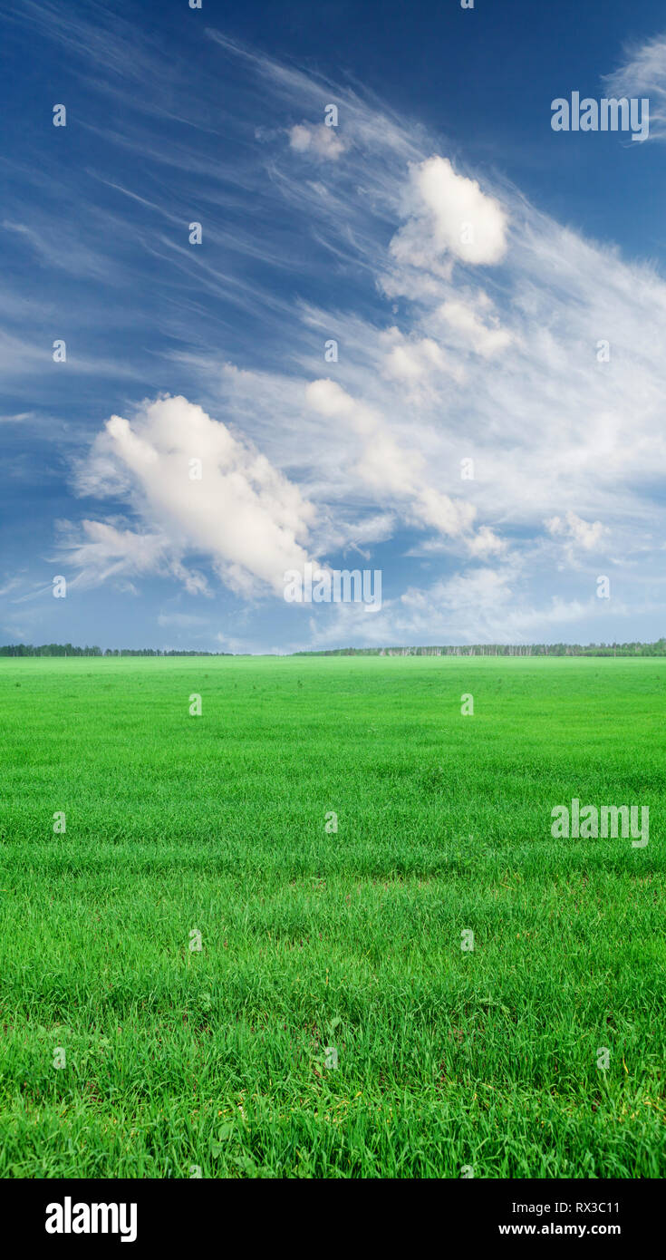 Green grass field and blue sky background Stock Photo - Alamy