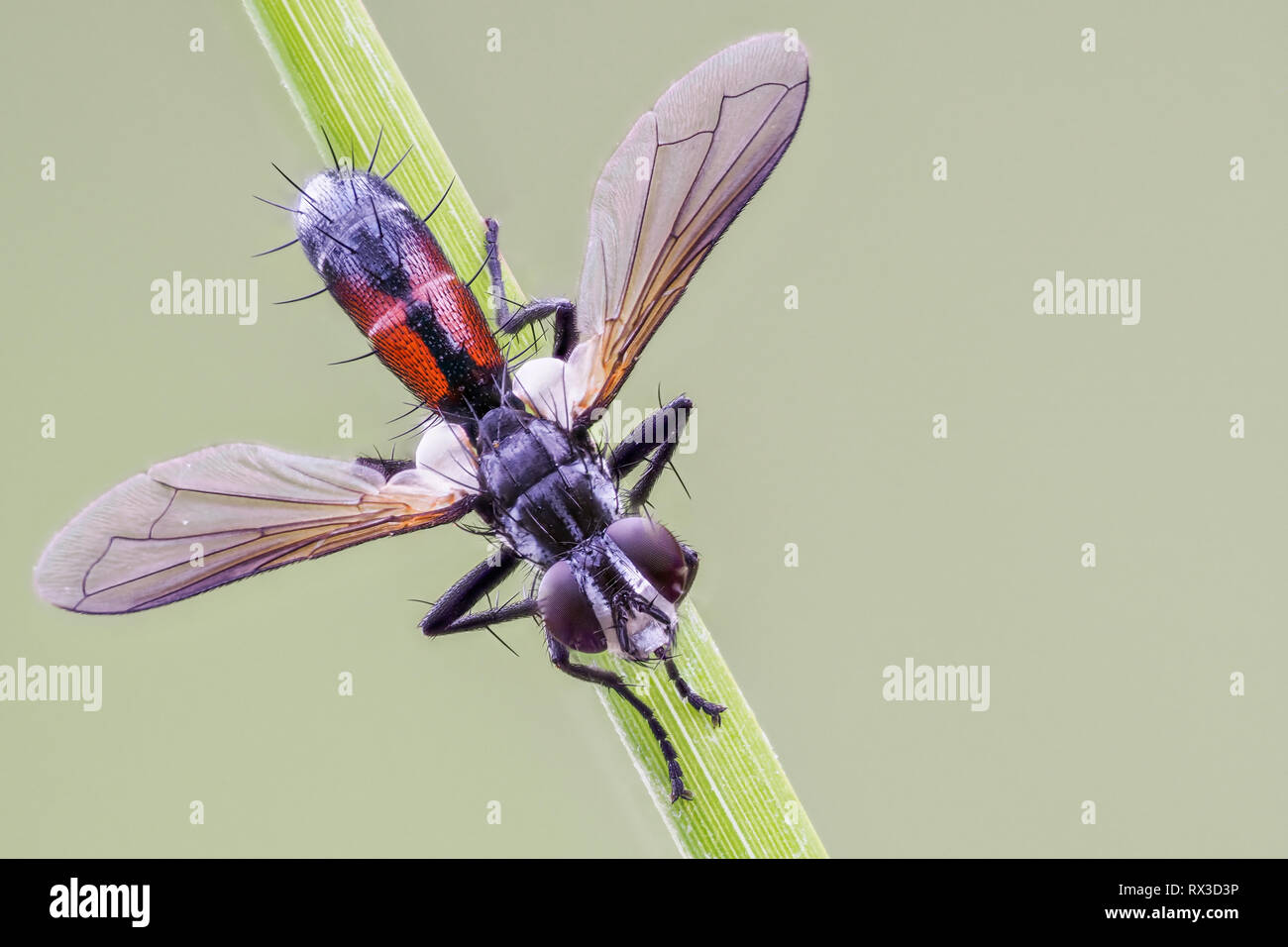 Raupenfliege Makro, Nahaufnahme mit vielen Details mit Hilfe von Focus Bracketing. Detailreiche Makroaufnahmen von kleinen Tieren Stock Photo