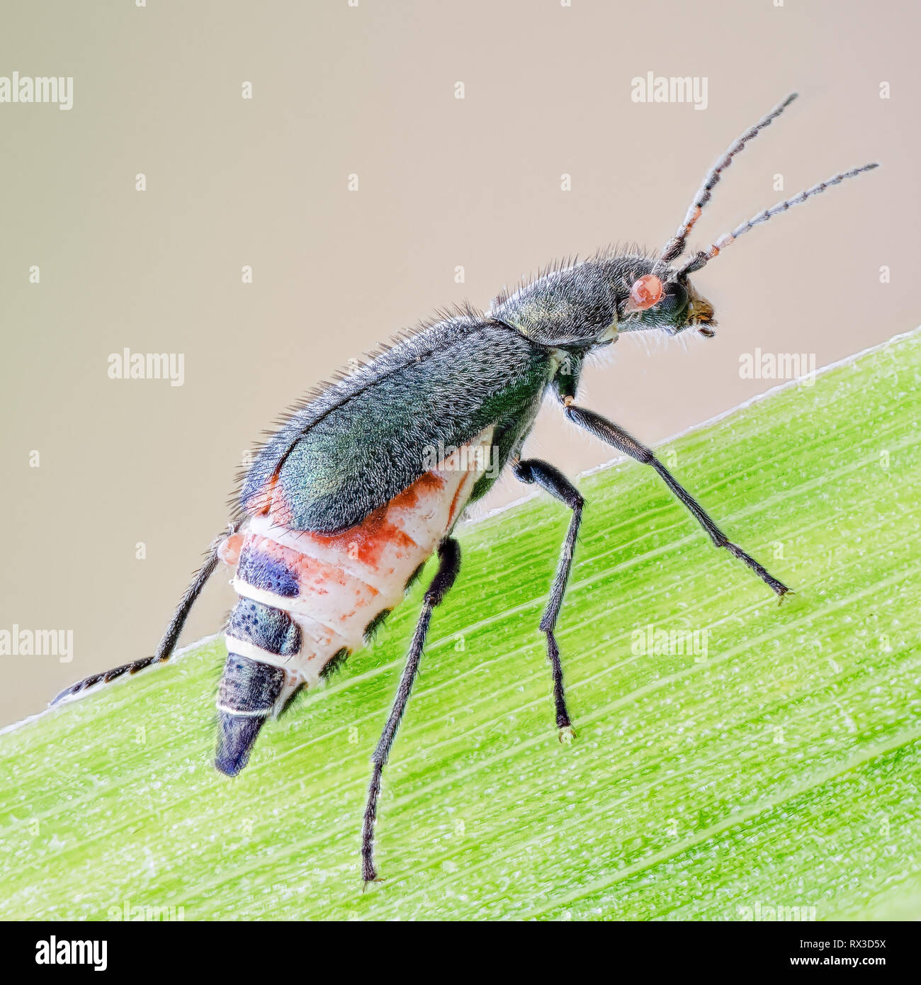 Käfer, Zipfelkäfer Makro, Nahaufnahme mit vielen Details mit Hilfe von Focus Bracketing. Detailreiche Makroaufnahmen von kleinen Tieren Stock Photo